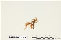 藏品(青苔科)的圖片